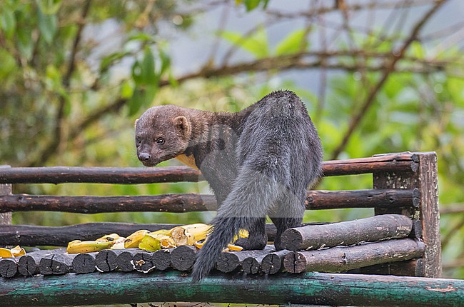 Tayra (Eira barbara) at feeding station at a birding lodge in Peru. stock-image by Agami/Pete Morris,