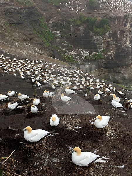 Mainland colony of Australasian Gannets (Morus serrator) at Muriwai on north island, New Zealand. Many birds sitting on their nests. stock-image by Agami/Marc Guyt,