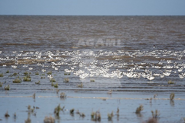 Groep Kluten zwemmend in Waddenzee; Pied Avocet flock swimming in Wadden Sea stock-image by Agami/Marc Guyt,