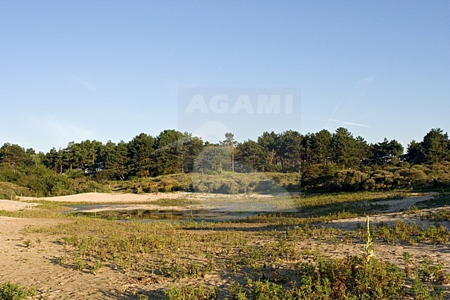 Dunes Wassenaarse Slag Wassenaar Netherlands, Duinen Wassenaarse slag Wassenaar Nederland stock-image by Agami/Marc Guyt,