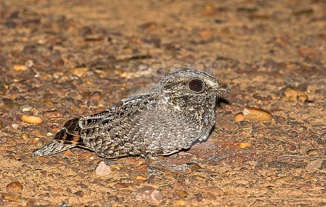 Sickle-winged Nightjar (Eleothreptus anomalus) in Paraguay. Resting on the ground at night. stock-image by Agami/Pete Morris,