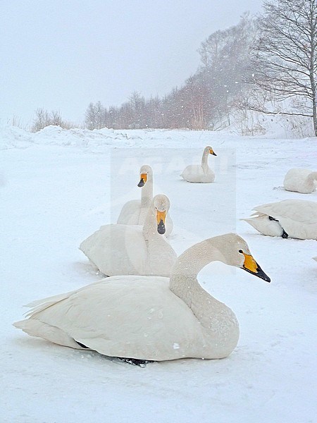 Wintering Whooper Swans (Cygnus cygnus) on Hokkaido, Japan stock-image by Agami/Pete Morris,