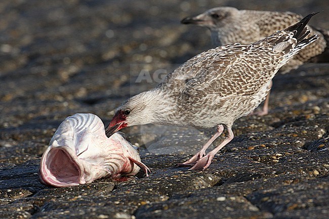 zilvermeeuw; Herring Gull stock-image by Agami/Chris van Rijswijk,