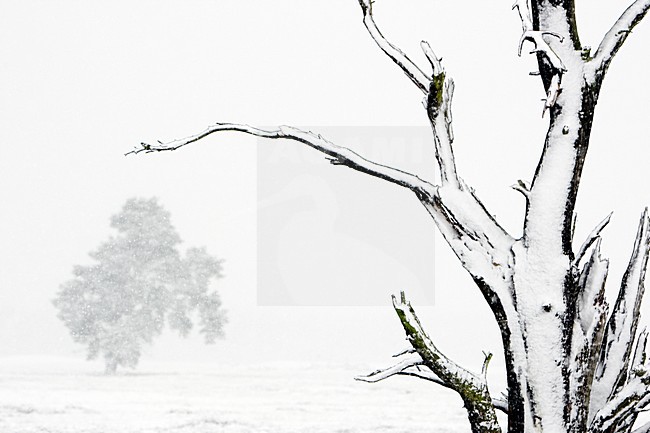 Nationaal Park de Hoge Veluwe, National Park the Hoge Veluwe stock-image by Agami/Wim Wilmers,