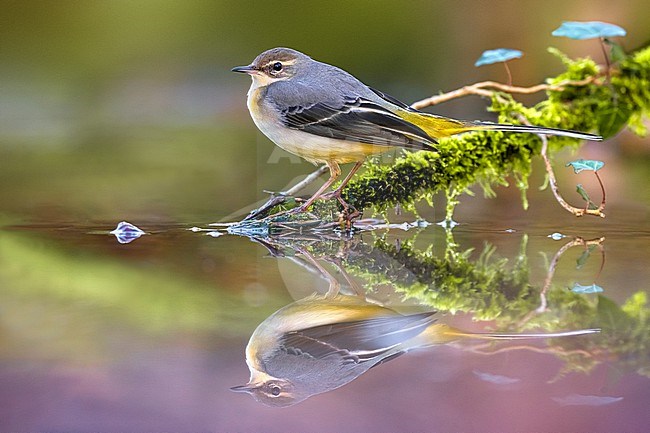 Grey Wagtail (Motacilla cinerea) in Italy. stock-image by Agami/Daniele Occhiato,