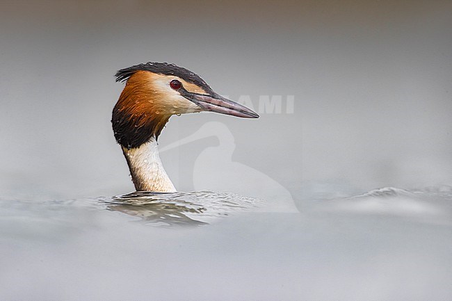 Adult Great Crested Grebe, Podiceps cristatus, in summer plumage swimming in a lake in Italy. stock-image by Agami/Daniele Occhiato,