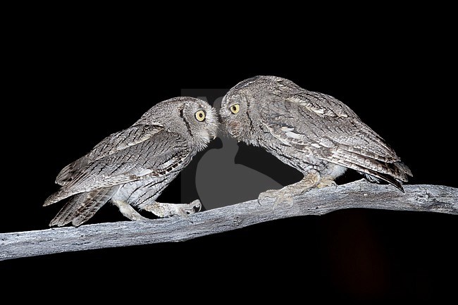 Pair of Western Screech Owl (Megascops kennicottii) perched on a branch during the night in the United States. stock-image by Agami/Brian E Small,