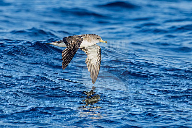  stock-image by Agami/Menno van Duijn,
