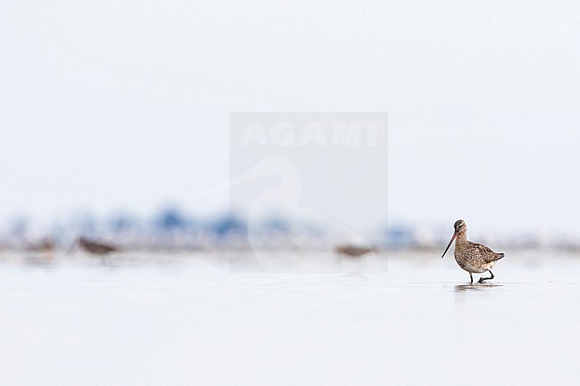 Bar-tailed Godwit - Pfuhlschnepfe - Limosa lapponica ssp. lapponica, Germany, adult female stock-image by Agami/Ralph Martin,