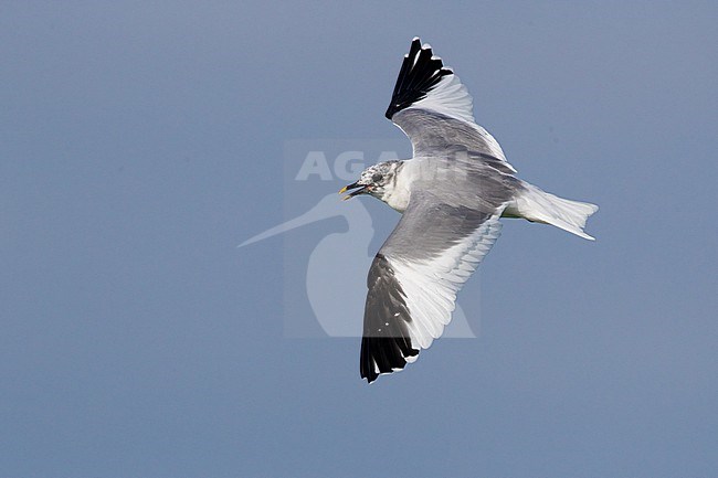 Vagrant subadult Sabine's Gull, Xema sabini, in Italy. stock-image by Agami/Daniele Occhiato,