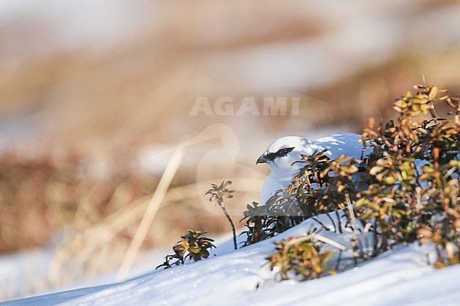 Rock Ptarmigan (Lagopus muta), winter plumage, pyrenaica subspecies, resting on the snow, behind a bush, in French Pyrenees. stock-image by Agami/Sylvain Reyt,
