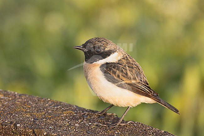 Male Stejneger's Stonechat (Saxicola stejnegeri) in moult perched on a cement border during migration on Tsushima Island in Japan. stock-image by Agami/Yann Muzika,