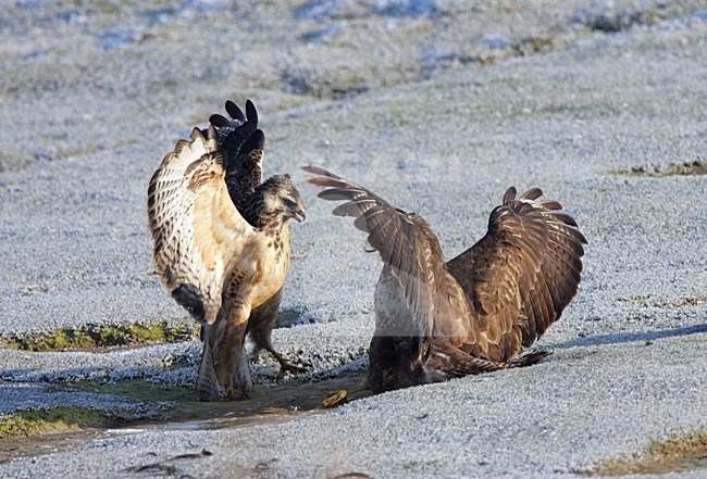 Buizerd vechtend; Common Buzzard fighting stock-image by Agami/Reint Jakob Schut,