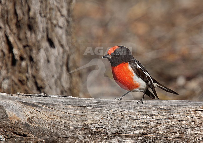 Adult male Red-capped Robin (Petroica goodenovii) in Australia. stock-image by Agami/Andy & Gill Swash ,
