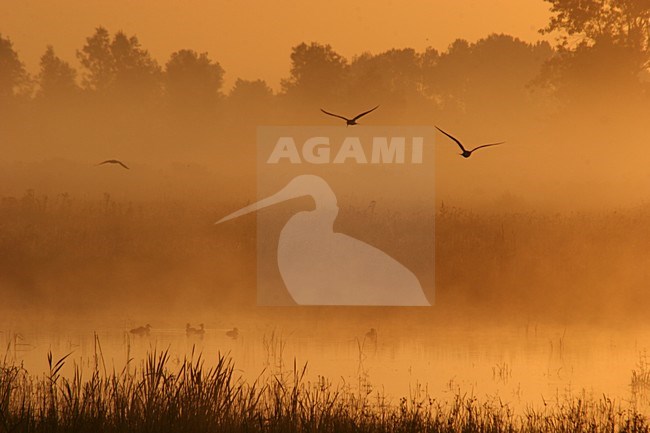 Mistige landschappen; Foggy landscapes stock-image by Agami/Menno van Duijn,