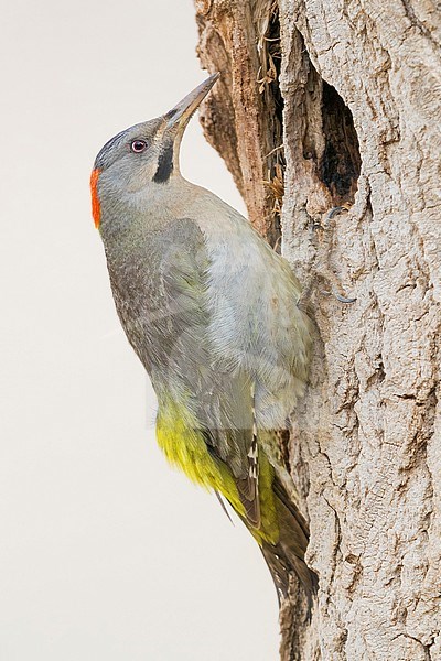 Levaillant's Woodpecker (Picus vaillantii), adult female at the entrance of an old nest stock-image by Agami/Saverio Gatto,