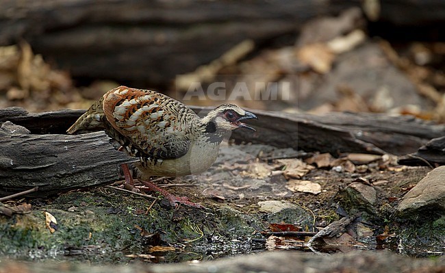 Bar-backed Partridge (Arborophila brunneopectus) at water hole in Kaeng Krachan Nationalpark, Thailand stock-image by Agami/Helge Sorensen,