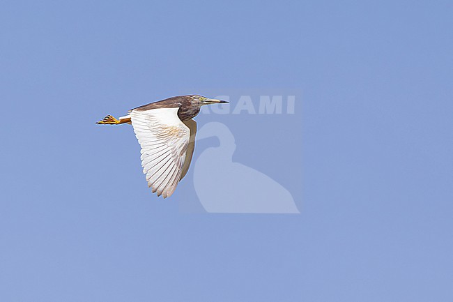 immature chinese pond heron (ardeola bacchus) in flight, found in eastern Mongolia in Dornod Aimag stock-image by Agami/Mathias Putze,