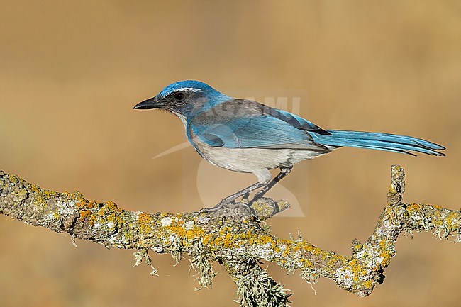 Adult
Santa Barbara Co., CA
November 2022 stock-image by Agami/Brian E Small,