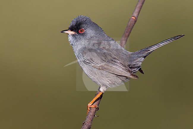 Sardijnse Grasmus; Marmora's Warbler; Sylvia sarda stock-image by Agami/Daniele Occhiato,