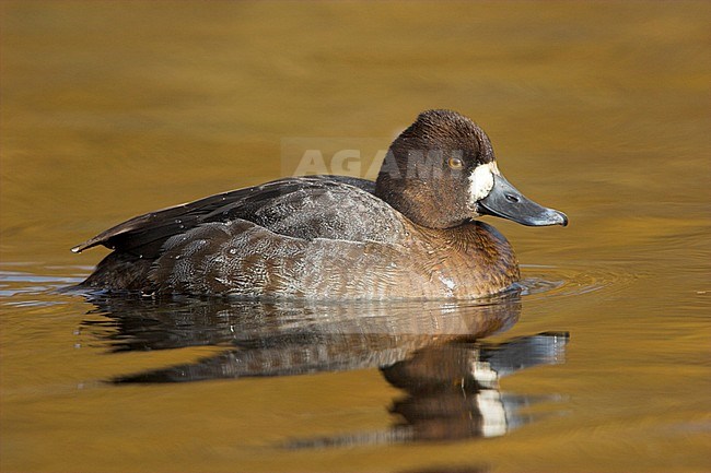 Lesser Scaup (Aythya affinis) swimming in a lagoon in Victoria, BC, Canada. stock-image by Agami/Glenn Bartley,