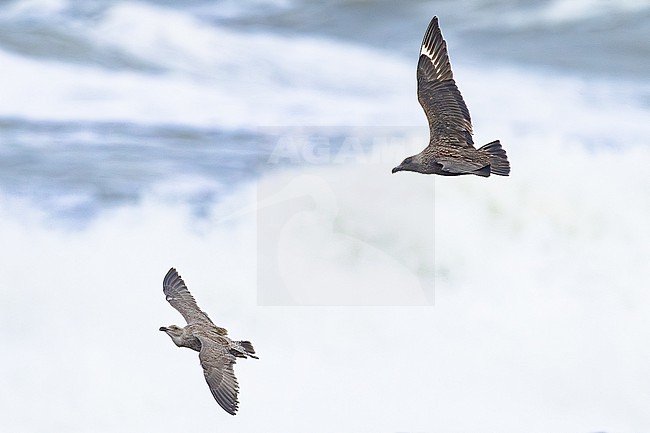  stock-image by Agami/Menno van Duijn,