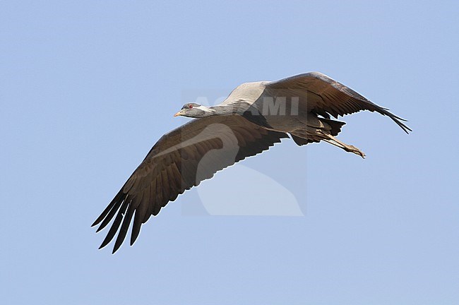 Jufferkraanvogel in vlucht; Demoiselle Crane (Anthropoides virgo) in flight stock-image by Agami/James Eaton,