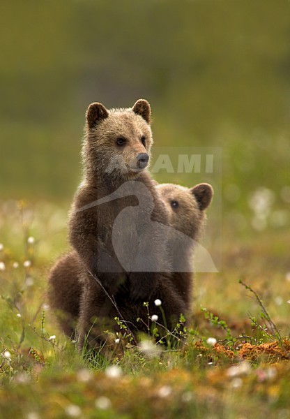 Bruine Beerjongen spelend, Brown Bear cubs playing stock-image by Agami/Danny Green,