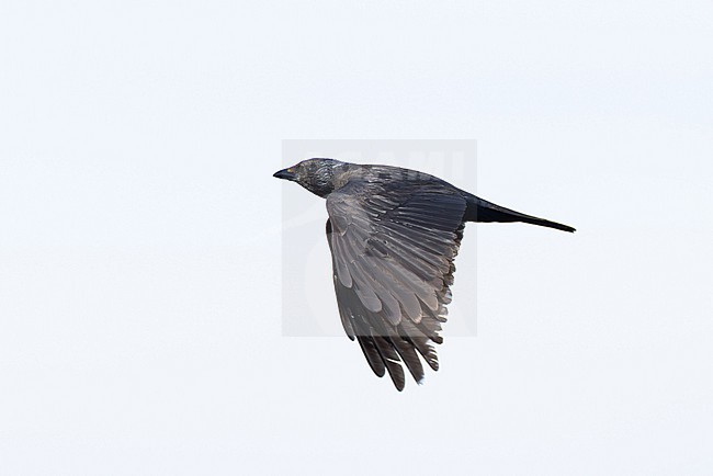 second calendar year or immature daurian jackdaw (coloeus dauuricus) in flight, found near Khalk River in eastern Mongolia in Dornod Aimag stock-image by Agami/Mathias Putze,