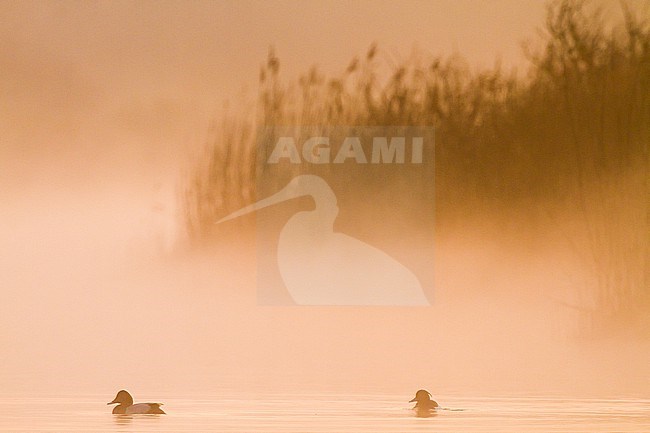 Tafeleend, Common Pochard, Aythya ferina male on water with mist at sunrise stock-image by Agami/Menno van Duijn,