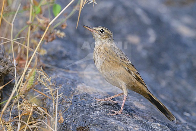 Long-billed pipit, Anthus similis, perched on a rock. stock-image by Agami/Sylvain Reyt,
