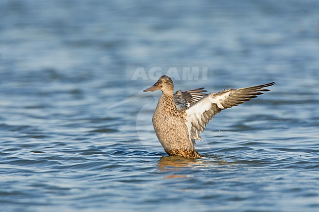 Slobeend vrouw vleugel wiekend; Northern Shoveler female wing stretching stock-image by Agami/Marc Guyt,