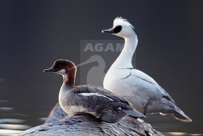 Paartje Nonnetjes; Pair of Smew stock-image by Agami/Markus Varesvuo,
