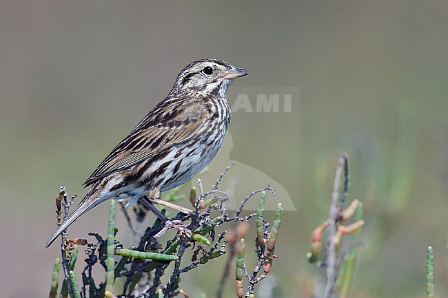 Adult 
San Diego Co., CA
March 2015 stock-image by Agami/Brian E Small,