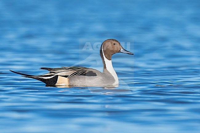 Adult male
Colusa Co., CA
January 2023 stock-image by Agami/Brian E Small,