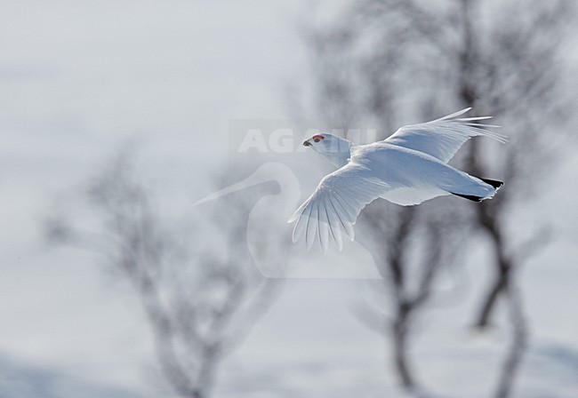 Moerassneeuwhoen in vlucht, Willow Ptarmigan in flight stock-image by Agami/Markus Varesvuo,