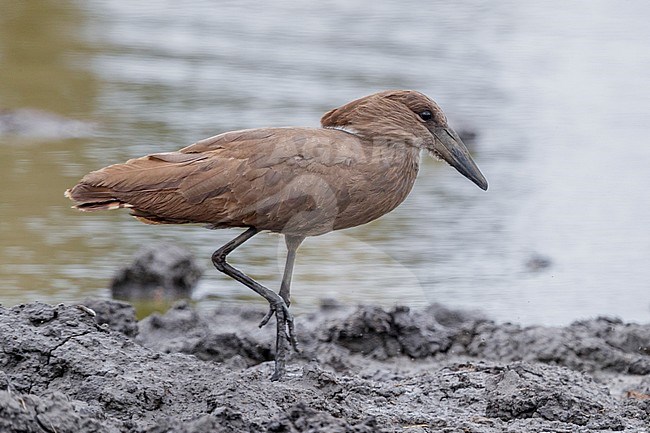 Hamerkop (Scopus umbretta), side view of an individual walking on the mud, Mpumalanga, South Africa stock-image by Agami/Saverio Gatto,