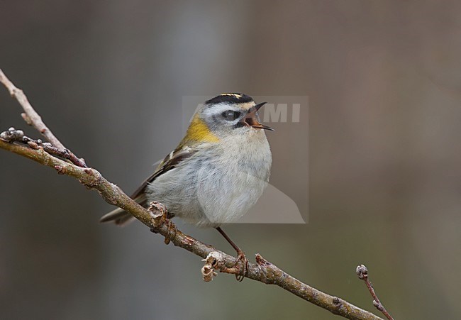 Firecrest, Vuurgoudhaan, Regulus ignicapilla stock-image by Agami/Hugh Harrop,