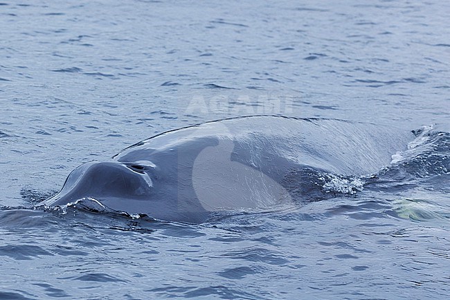 Minke Whale (Balaenoptera acutorostrata) taken the 19/09/2024 at Tadoussac - Canada. stock-image by Agami/Nicolas Bastide,