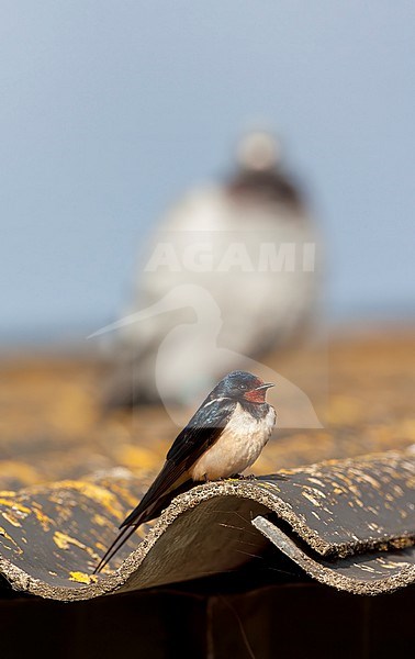 Barn Swallow, Hirundo rustica, in the Netherlands. stock-image by Agami/Marc Guyt,