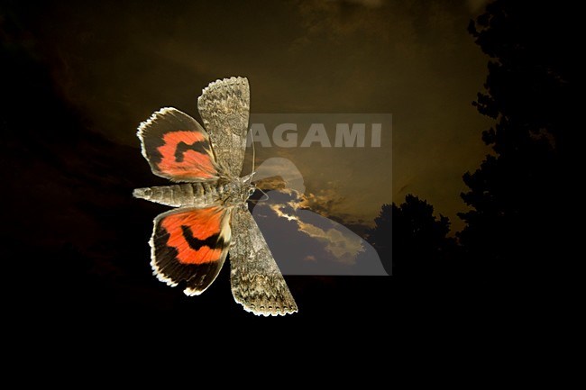 Vliegend Rood weeskind, Flying Red Underwing stock-image by Agami/Rob de Jong,