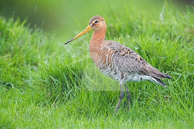 Black-tailed Godwit (Limosa limosa islandica), adult standing among the grass stock-image by Agami/Saverio Gatto,