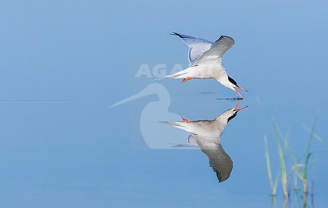 Adult Common Tern (Sterna hirundo) drinking from mirror flat freshwater lake in flight near Skala Kalloni on the Mediterranean island of Lesvos, Greece. stock-image by Agami/Marc Guyt,