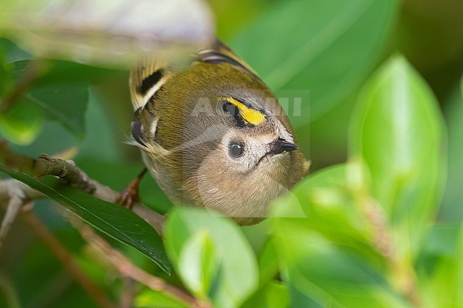 A close-up of a tiny Goldcrest foraging for insects in between leaves in a city park in Amsterdam. stock-image by Agami/Jacob Garvelink,