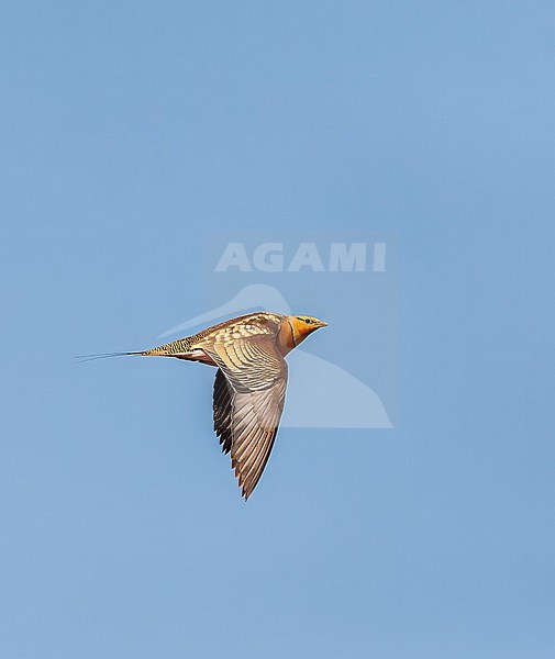Pin-tailed Sandgrouse (Pterocles alchata) in steppes near Belchite in Spain. stock-image by Agami/Marc Guyt,