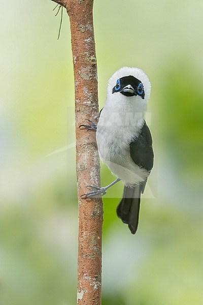 Perched on a branch in Papua New Guinea stock-image by Agami/Dubi Shapiro,