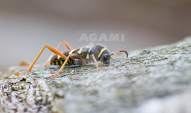 Clytus arietis - Wasp beetle - Gemeiner Widderbock, Germany (Baden-Württemberg), imago stock-image by Agami/Ralph Martin,
