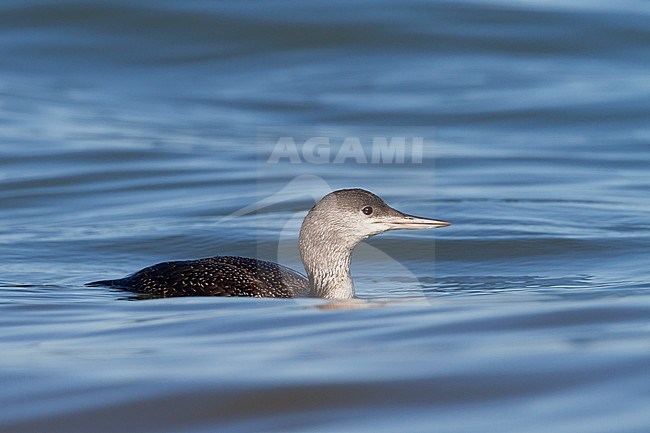 Red-throated Loon - Sterntaucher - Gavia stellata, Germany, 1st cy stock-image by Agami/Ralph Martin,