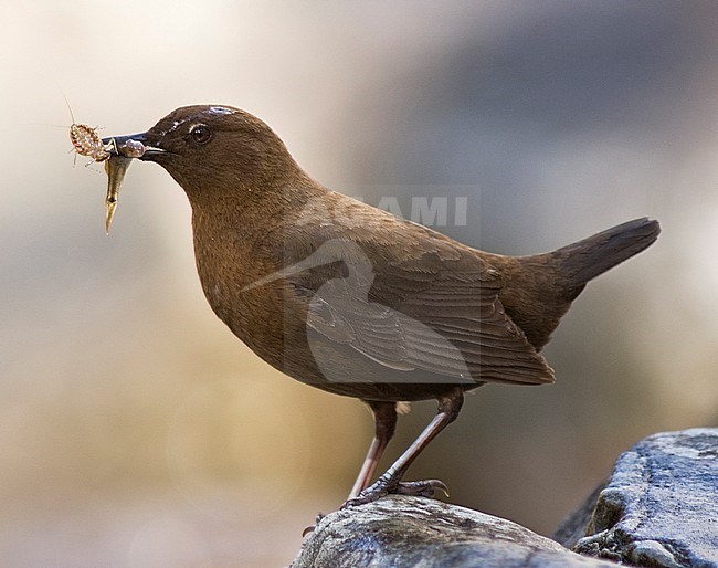 Brown Dipper (Cinclus pallasii) perched on a rock with food in its beak. stock-image by Agami/Marc Guyt,