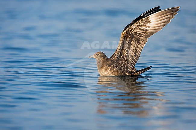 First-winter Arctic Skua (Stercorarius parasiticus) on an inlake lake in Germany (Baden-Württemberg). Taking off from the water surface. stock-image by Agami/Ralph Martin,